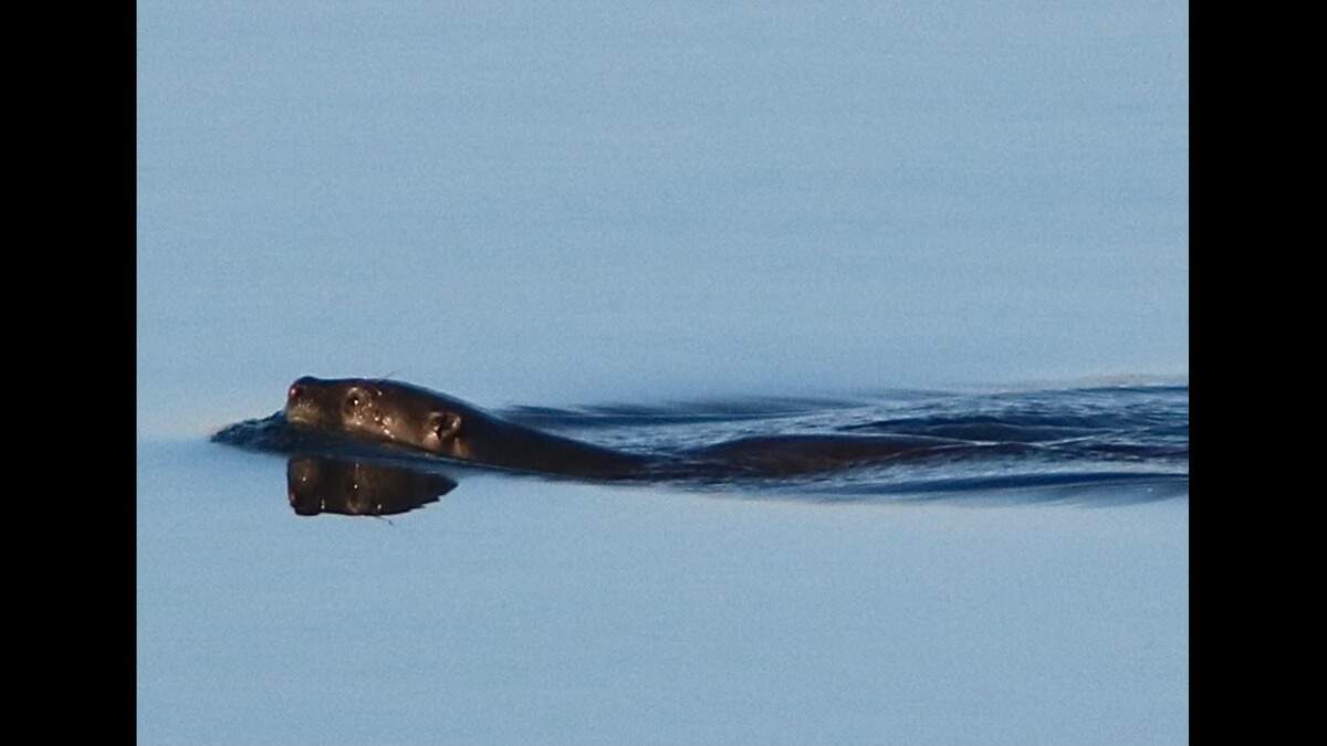 A photo posted on Facebook by the San Joaquin River Parkway and Conservation Trust showed what appears to be a river otter. A photo posted on Facebook by the San Joaquin River Parkway and Conservation Trust showed what appears to be a river otter.